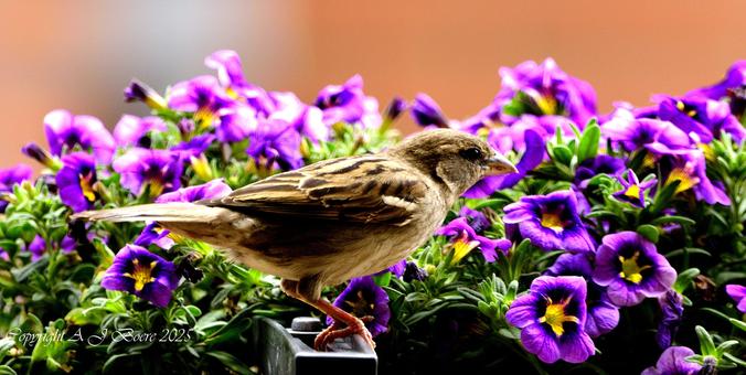 The house sparrow is typically about 16 cm (6.3 in) long, ranging from 14 to 18 cm (5.5 to 7.1 in).[4] The house sparrow is a compact bird with a full chest and a large, rounded head. Its bill is stout and conical with a culmen length of 1.1–1.5 cm (0.43–0.59 in), strongly built as an adaptation for eating seeds. Its tail is short, at 5.2–6.5 cm (2.0–2.6 in) long. The wing chord is 6.7–8.9 cm (2.6–3.5 in), and the tarsus is 1.6–2.5 cm (0.63–0.98 in).[5][6] Wingspan ranges from 19–25 centimetres (7.5–9.8 in).[5]

In mass, the house sparrow ranges from 24 to 39.5 g (0.85 to 1.39 oz). Females usually are slightly smaller than males. The median mass on the European continent for both sexes is about 30 g (1.1 oz), and in more southerly subspecies is around 26 g (0.92 oz). Younger birds are smaller, males are larger during the winter, and females are larger during the breeding season. Birds at higher latitudes, colder climates, and sometimes higher altitudes are larger (under Bergmann's rule), both between and within subspecies