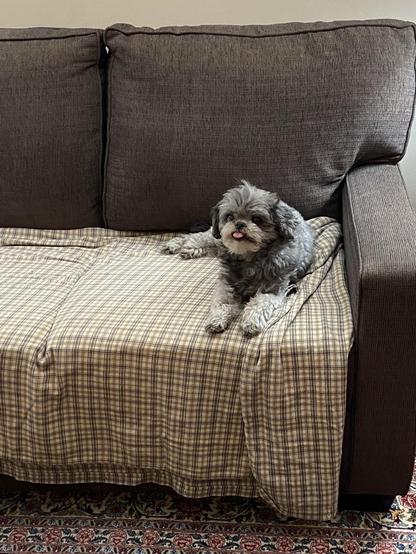 A small gray dog lying on a beige plaid blanket on a brown couch. He's looking at us with his tongue sticking out.