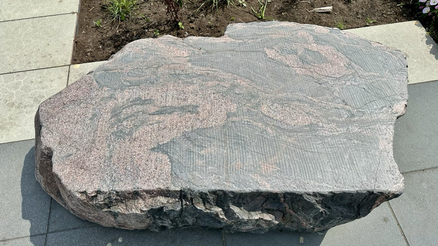 A flat piece of rock (migmatite) with a swirling pattern of pink and black