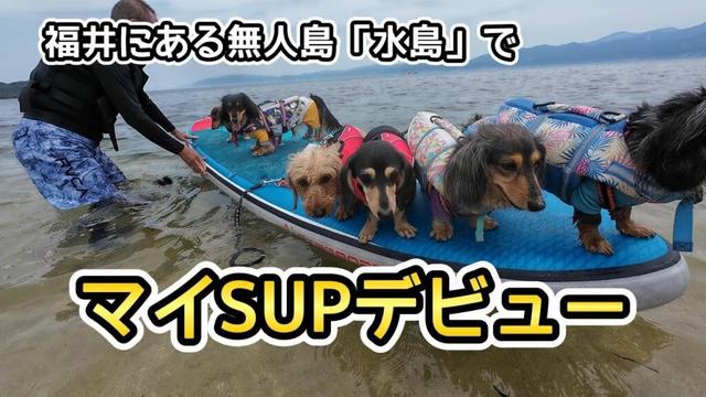 たぶん水嫌いなのに、陸が近づくと自ら飛び込んでいく【ミニチュアダックスフンド】福井県の無人島・水島