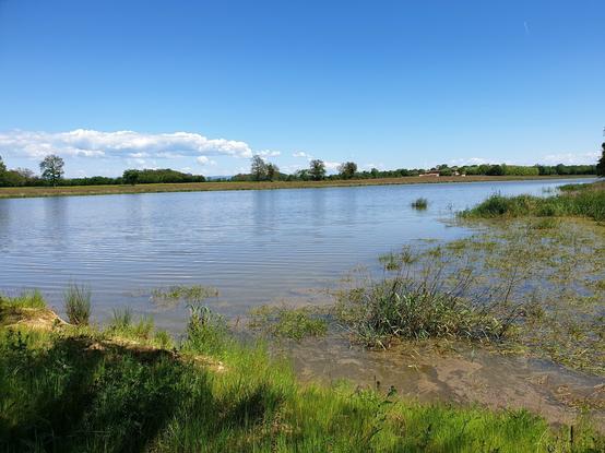 Étang dans la région des Dombes près de Lyon, entouré de rives avec de la végétation.