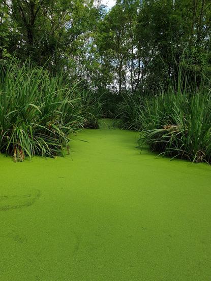 Étang entièrement recouvert d'un tapis de lentilles d'eau vertes, dans le Marais Poitevin. On croirait une prairie. Au fond, les rives sont couvertes d'arbres.