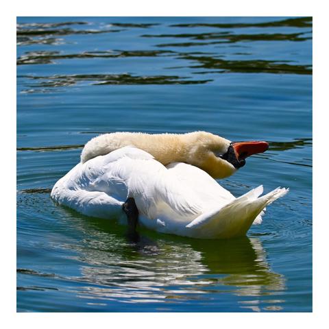 A swan on a lake, shot from side-behind, bending the neck and head way back.
