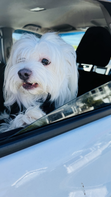 Rocket is sitting in the car looking out the window at something.