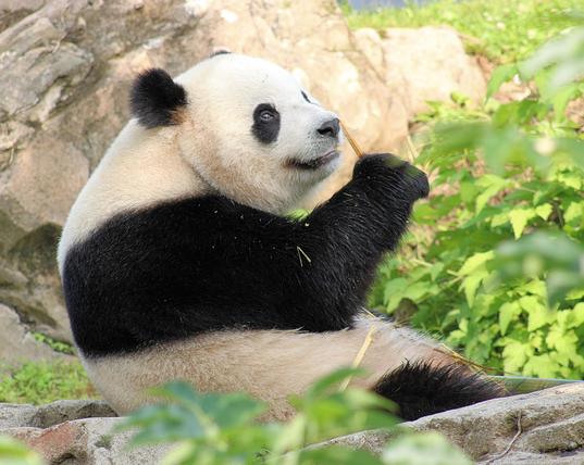 Giant panda Bao Li is sitting on a rock, leaning back and holding a small piece of bamboo in his right paw. He is looking up at the sky with a wistful look on his face.