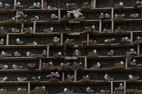 Wall with against it planks attached, forming small ledges, on each of the several nests with kittiwakes on