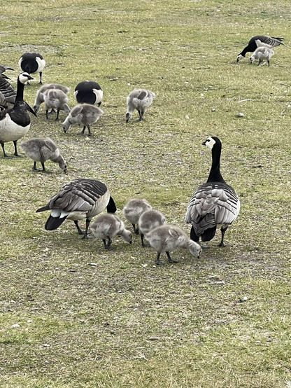 Geese and goslings