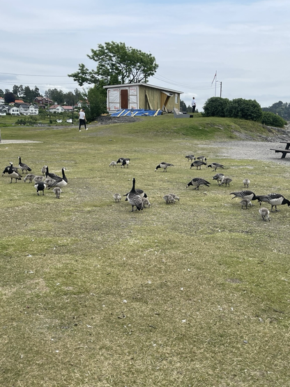 Geese and goslings on the beach