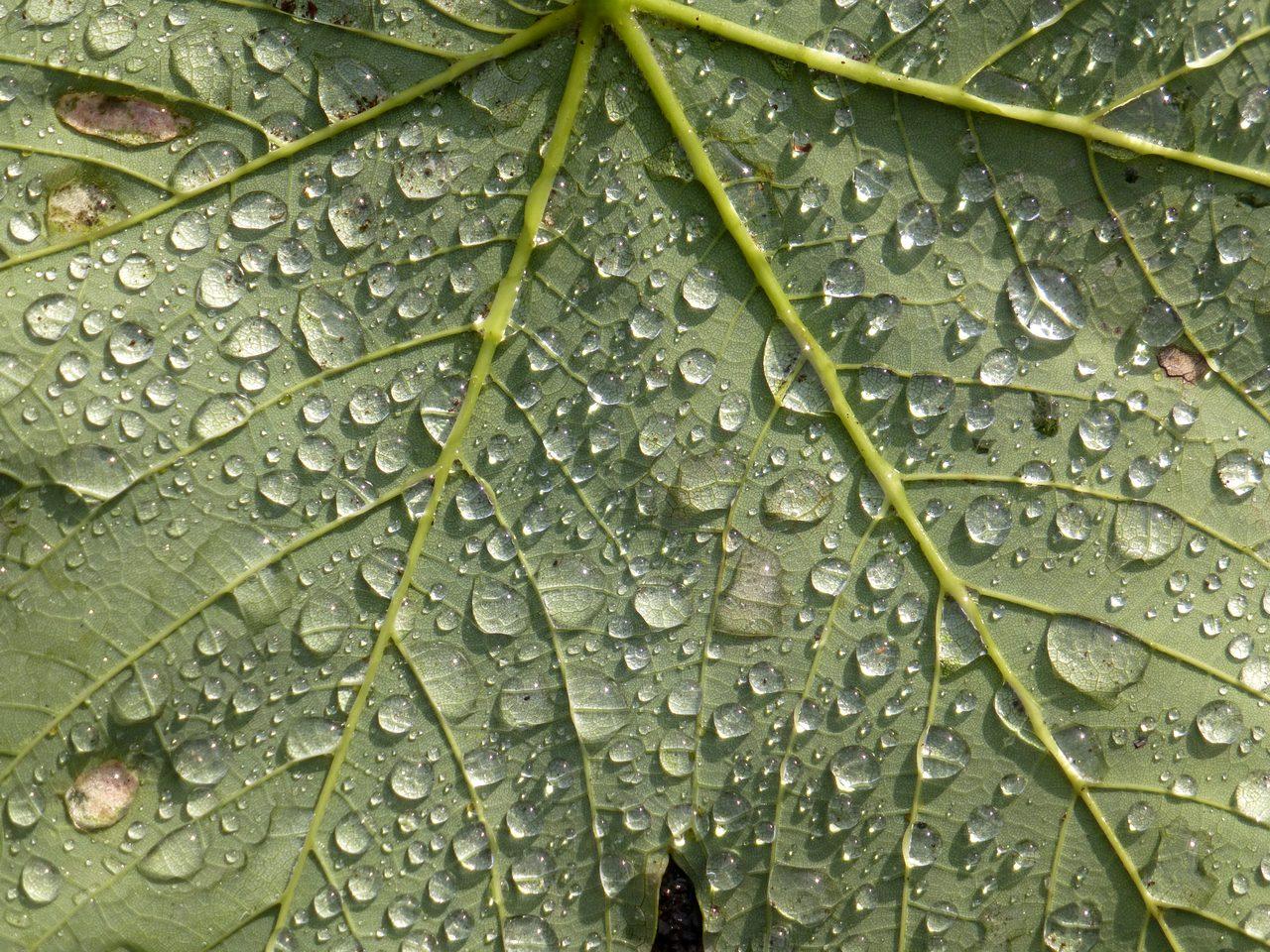 Detail of a large green leaf, probably sycamore, lying upside down on the ground. It is covered in raindrops glittering in the sun.