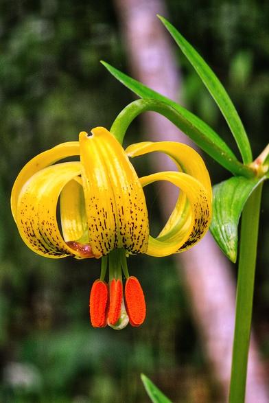 A close-up vertical shot of a vibrant yellow lily with delicate black speckles on its petals, which curl upwards and inwards. Three prominent bright orange stamens hang gracefully from the centre of the bloom, contrasting beautifully with the yellow. A slender green stem and blurred green foliage are visible in the background, suggesting a natural outdoor setting.
