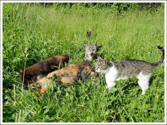 Bildbeschreibung:
Die Moorkatzen beim Fressen.
