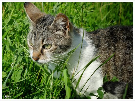 Bildbeschreibung:
Die Moorkatzen beim Fressen.