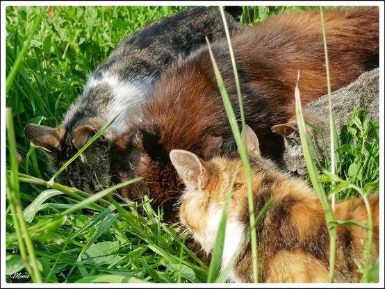 Bildbeschreibung:
Die Moorkatzen beim Fressen.