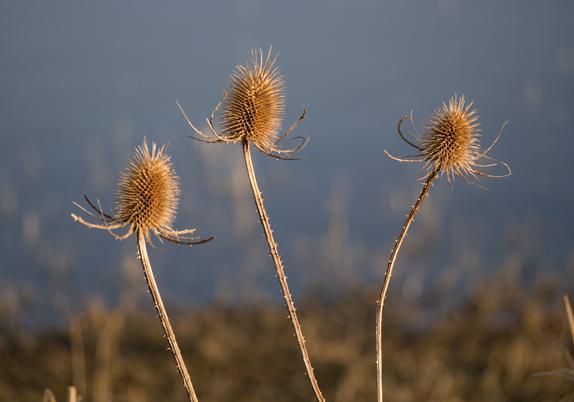 3 old brown dried spiky seedheads of Teasel, lit by the fternoon sun with an out of focus lake in teh background. Each seed head is on a long brown stalk