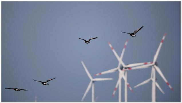 Vier Weißwangengänse im Flug am blauen Himmel wegfliegend. Fünf Windrädern weiter hinter entfernt.
