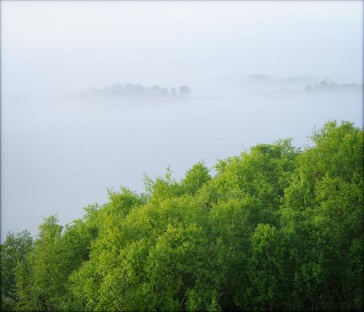 Colour photograph of a birch grove against the background of a foggy sea. The birches in the lower part of the picture occupy about half of the total space. Above them, some islets can be seen in the fog. © Nika Potinkara