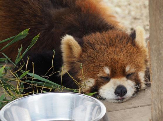 A picture of a Red Panda.