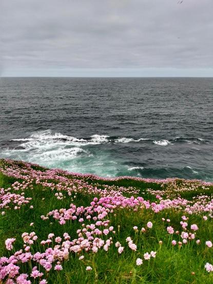 A landscape on the Irish Atlantic coast. The view sweeps across a green meadow on the cliff, where seapinks bloom above and below, to the grey sea foaming white and turquoise below the cliff and the horizon, which merges into a calm, light grey cloudy sky.