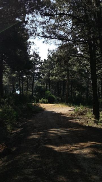 A dirt path stretches into the distance between trees casting dark shadows.