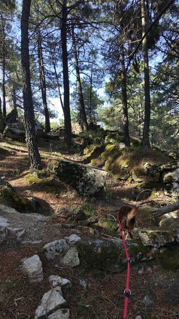 My brown and tan mixed breed dog explores a rocket outcrop in a wooded area.