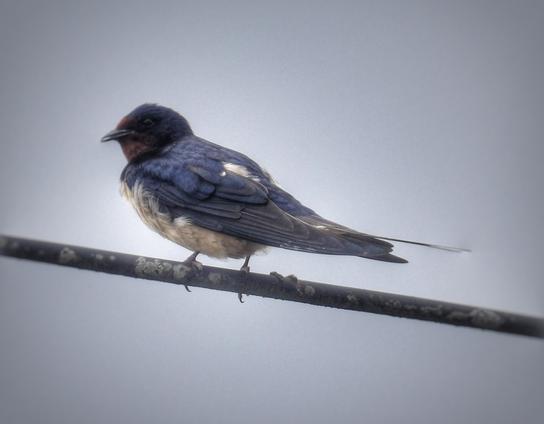 Mae aderyn - swallow - yn eistedd ar weiren trydan.