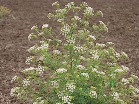 une grande ciguë, ombellifère à fleurs blanches
