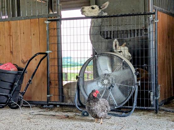 A white alpaca and a gray/silver alpaca enjoy the breeze blowing from from a barrel fan. A gray hen stands between the camera and the fan, enjoying the breeze being pulled into the fan.