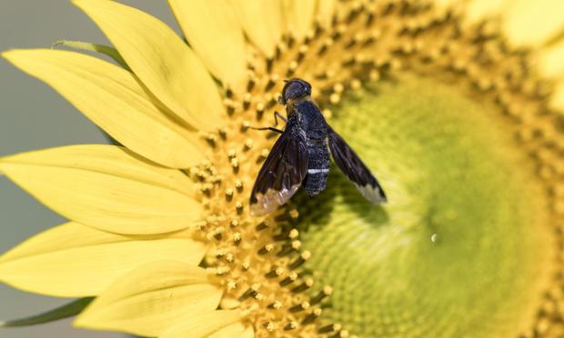 Mosca negra (Getty)