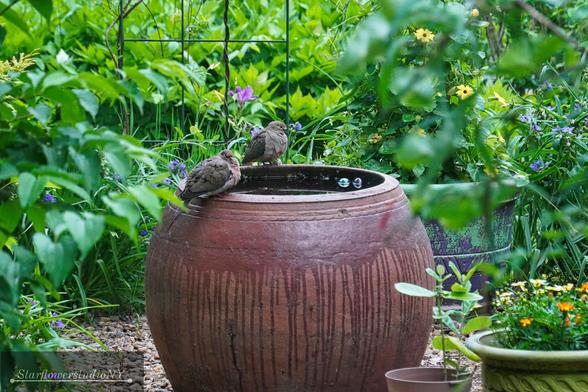 A pair of doves rest on the edge of a large terra cotta water basin in a graveled section of garden.
