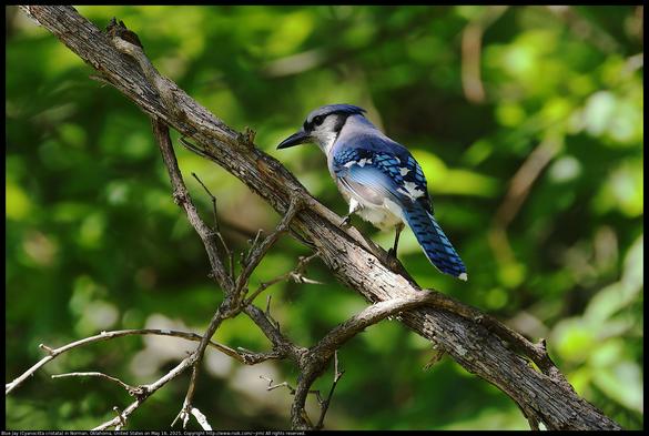 A Blue Jay (Cyanocitta cristata) was standing on a wild grape vine with crest lowered looking back at me as I made the photograph in Norman, Oklahoma, United States on May 16, 2025.