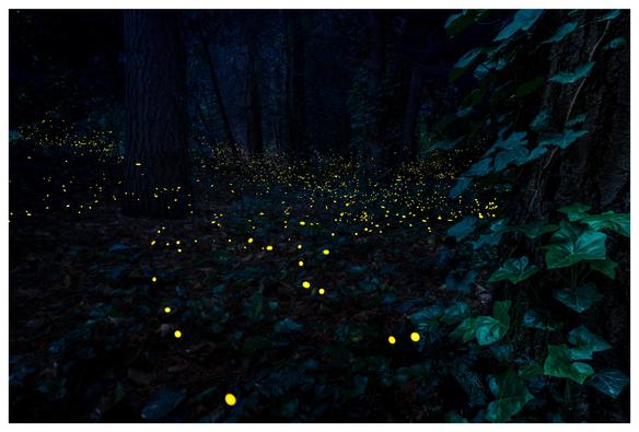 A dark forest overgrown with ivy is populated by fireflies flying around. The fireflies are visible as yellow blurred dots and contrast beautifully with the bluish forest.