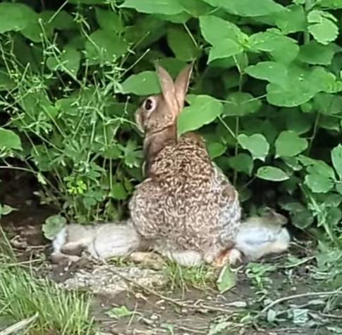 Female rabbit stands with her back to us while the legs of two of her children can be seen protruding from underneath her