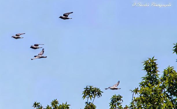 "Five pigeons soar through the clear blue sky, each captured at a different stage of flight, their wings spread wide in graceful motion. Below them, the tops of lush green trees add depth to the composition, contrasting against the vast openness above. Their synchronized movement suggests a sense of urgency, as if they are racing toward an unseen destination. The scene exudes a dynamic energy, highlighting the effortless elegance of birds in flight." - Copilot