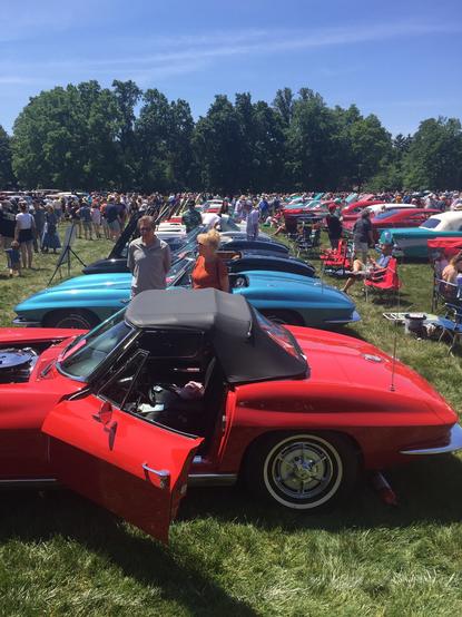 Color image of a row of collector vehicles at the annual Father's Day Auto Show, Stan Hywet Hal and Gardens, Akron, Summit County, Ohio, USA. Image shows a point of view of a long row of automobiles in blue, red, white and more, among a crowd of patrons, with a tall stand of trees at the base of a grand lawn, hundreds of vehicles and thousands of admirers, perfect blue sky overhead.