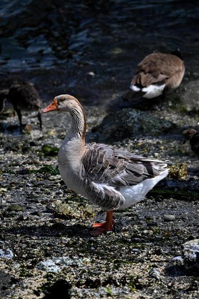 This appears to be a Toulouse Goose; I've never seen one before here at Ruston. I've included the GPS in case you're interested #goose #toulouse #birds #birdsofmastodon #nature #naturephotography #cool
