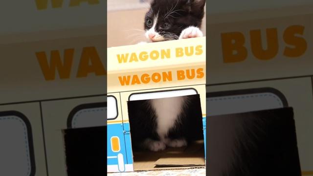 バイクの音にビックリした子猫が慌ててバスから飛び出す #gatto #kitten #子ネコ #cat #meow