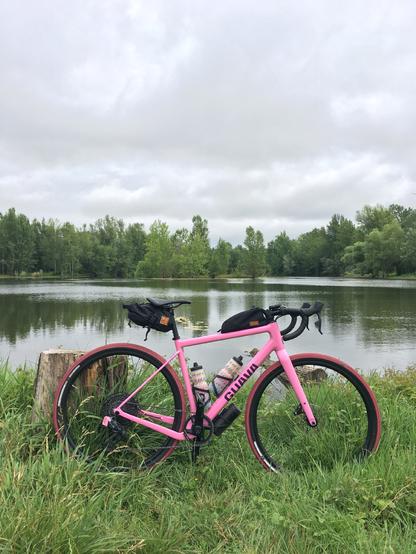 Mon vélo de gravel Guava Spot rose posé contre une souche, au bord d’un étang
