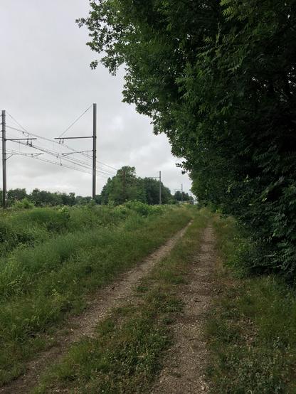 Un chemin forestier entouré de végétation au bord d’une voie de chemin de fer. Les passages de véhicules et engins ont marqué deux sillons