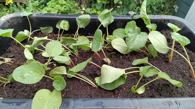 A tub filled with earth with ca. 30 rhubarb seedlings which have just been spaced out and watered.