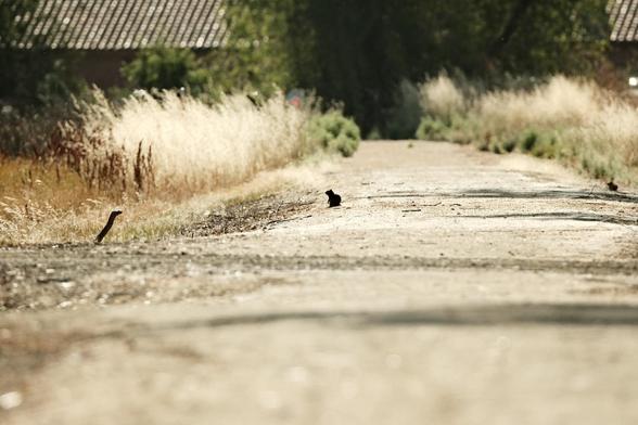 A silhouette of a small sitting ground squirrel on the left margin of a brightly lit dirt path surrounded by tall grass and shrubs. A second, smaller squirrel watches the first from the path’s right edge. The background features blurred trees and rooftops.