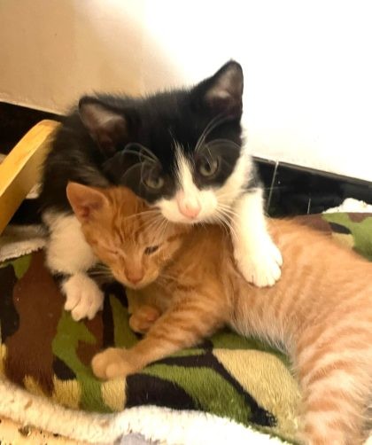 Deux chatons : un noir et blanc et un roux