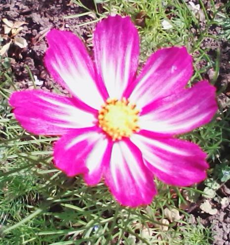 A pink and white cosmos flower with a yellow centre