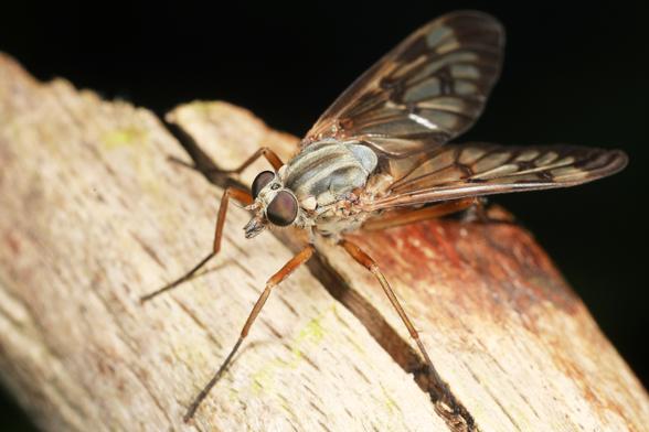 Nahaufnahme einer Schnepfenfliege (Diptera: Rhagionidae) auf einer Holzoberfläche. Das Insekt zeigt charakteristische große Facettenaugen, einen robusten behaarten Körper in bräunlich-grauen Tönen und durchsichtige Flügel mit deutlich sichtbarer Äderung. Die Raubfliege sitzt auf verwittertem Holz mit sichtbarer Maserung vor dunklem Hintergrund.