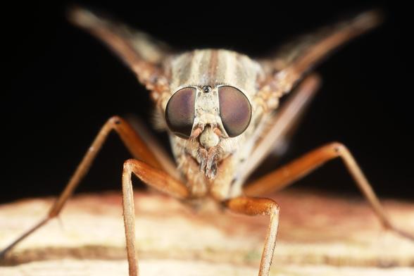 Frontale Nahaufnahme einer Schnepfenfliege (Rhagio scolopaceus) auf einer Holzoberfläche. Das Insekt zeigt charakteristische große, rötlich-braune Facettenaugen, einen hellen beige-weißlichen Kopf mit deutlich sichtbaren Borsten und orange-braune Beine. Die Flügel sind teilweise im Hintergrund erkennbar und verschwommen. Der schwarze Hintergrund hebt die Details des Insekts deutlich hervor.