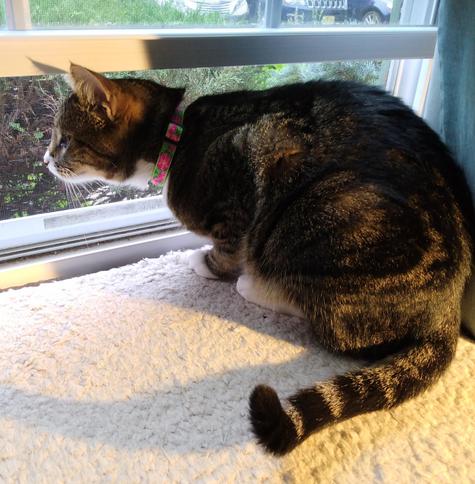 Pax, our tabby cat with white markings, is sitting on a window shelf looking out the window.  Something outside has caught her attention and she is ready to pounce if the need arises.  Her long striped tail is stretched out straight with the end curling up.