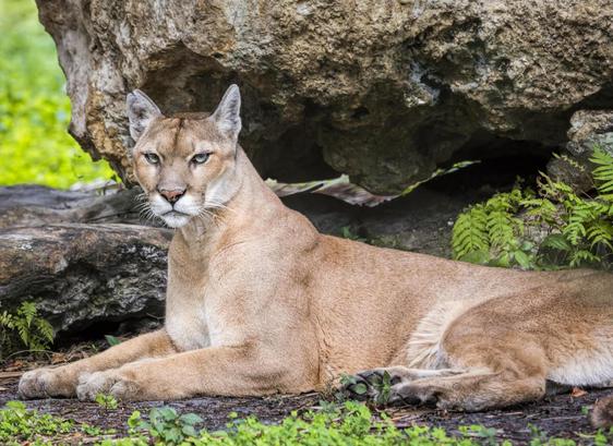A Florida panther at a wildlife park in Florida