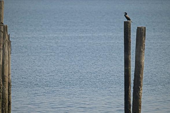 Silent Sunday - contemplating the Sea, this is a Piper by the way #piper #silentsunday #sea #water #bird #birdsofmastodon #nature #naturephotography #photography #moody