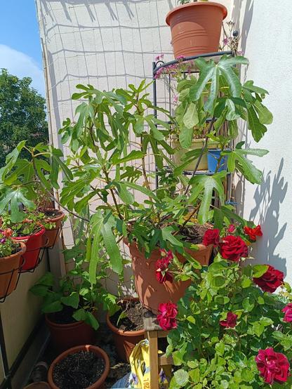 Rosen und RdB-Feige auf dem Balkon.