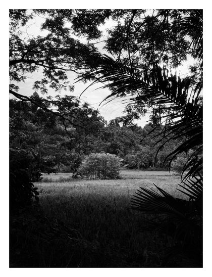 Through this opening, a rice paddy stretches across the midground. In the middle of the field stands a small cluster of trees, and to the right of them is a pile of what appears to be dried hay or harvested stalks. In the background, a dense, forested hill rises up. A few taller palm trees and a small, distant hut with a roof can be seen nestled at the edge of the forest. Above the treeline, a patch of a sky is visible - Google Gemini Pro 2.5