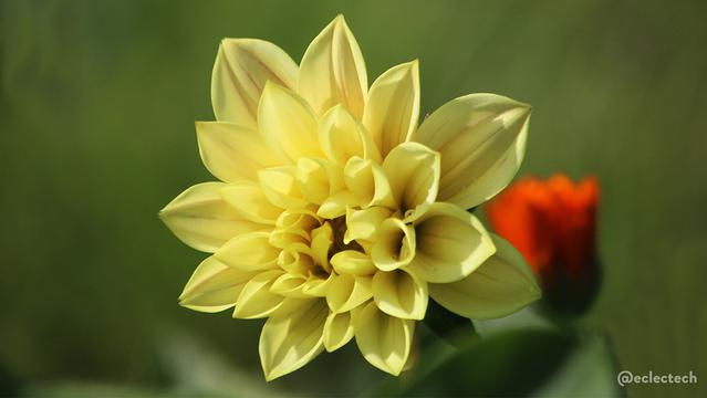 A photo of a pale yellow flower with many layers of petals, still slightly curled in on themselves as it opens up. It is lit by bright sunshine, and the background is blurred green, with the exception of one dash of bright orange from a flower bud just behind the main flower.